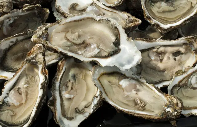 Fresh raw oysters on the half shell